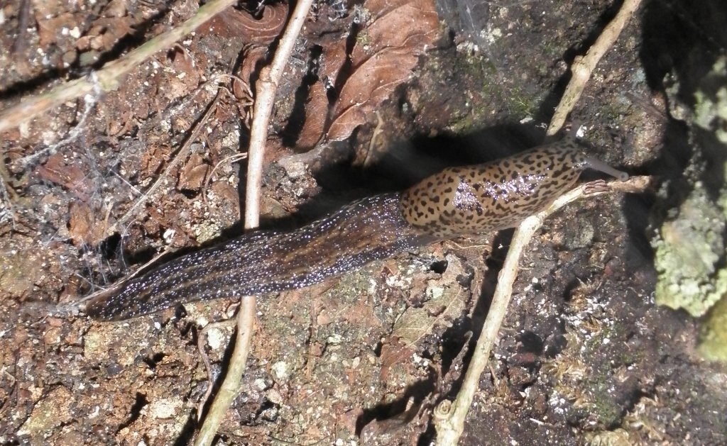 Limax sui Monti Berici (VI)